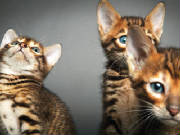 toyger3.jpg