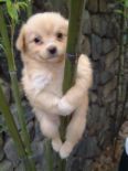 dog.jpg